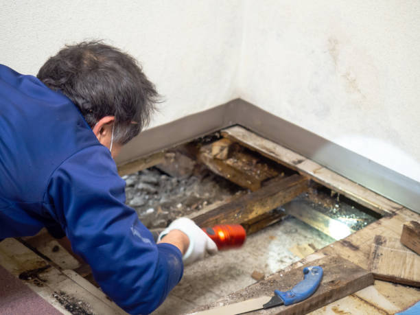 Best Residential Mold Removal  in Chinle, AZ
