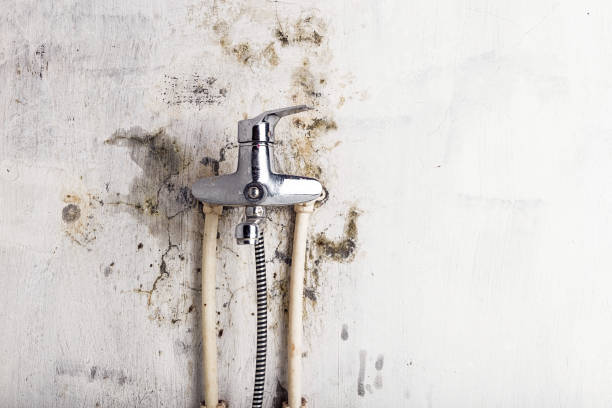 Best Same-Day Mold Removal  in Chinle, AZ