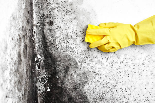 Best Certified Mold Removal  in Chinle, AZ