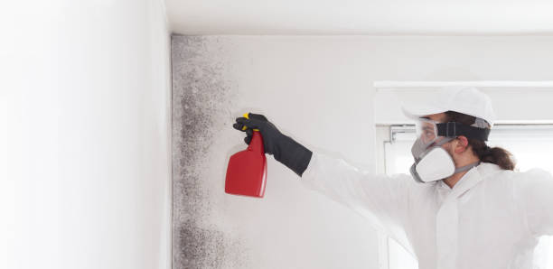 Best Black Mold Removal  in Chinle, AZ