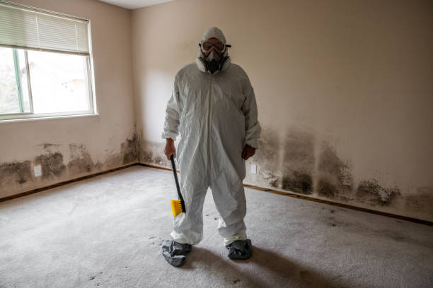 Best Home Mold Removal  in Chinle, AZ