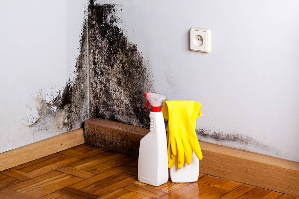 Best Mold Testing  in Chinle, AZ